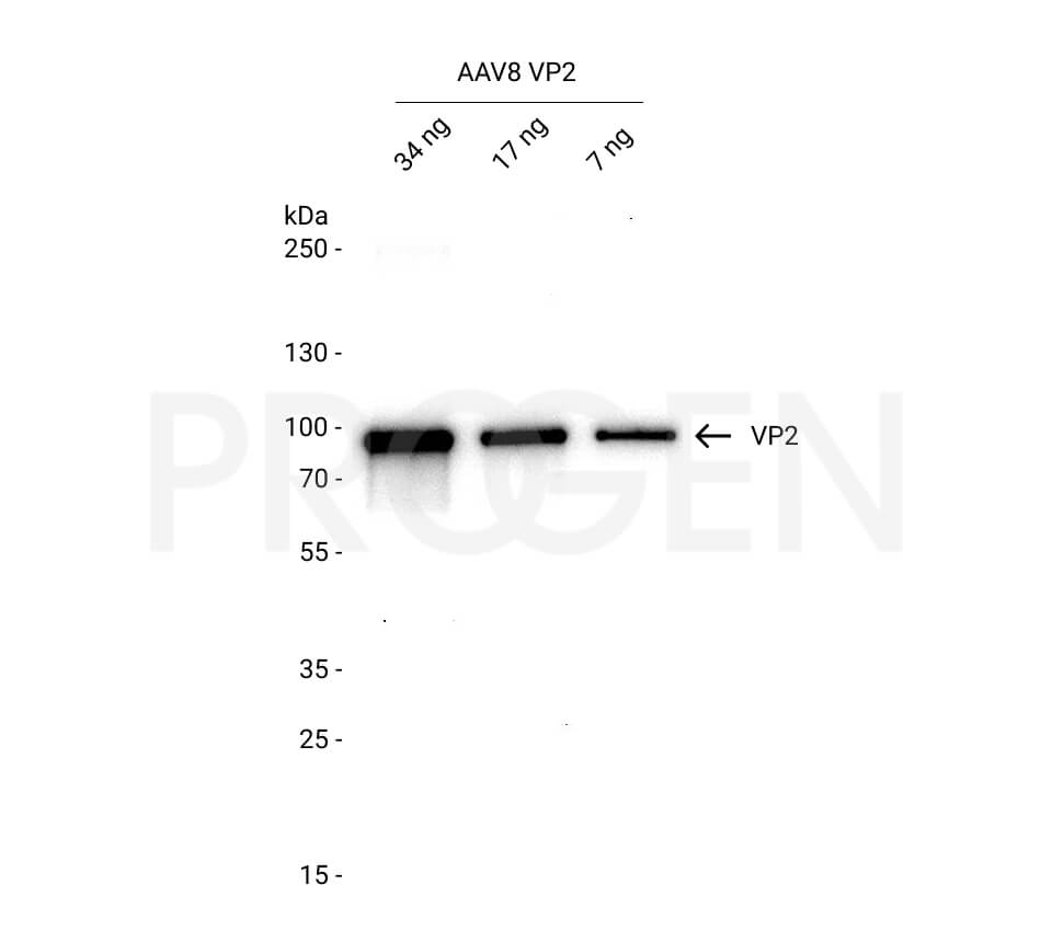 AAV8 VP2, recombinant protein