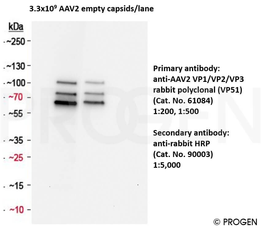 anti-AAV VP1/VP2/VP3 rabbit polyclonal (VP51), serum