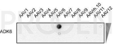 anti-AAV6 (intact particle) mouse monoclonal, ADK6, lyophilized, purified, sample