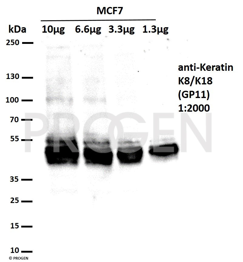 anti-Keratin K8/K18 guinea pig polyclonal, serum