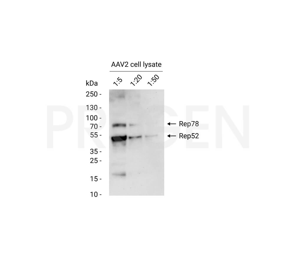 anti-AAV2 Replicase mouse monoclonal, 76.3, lyophilized, purified