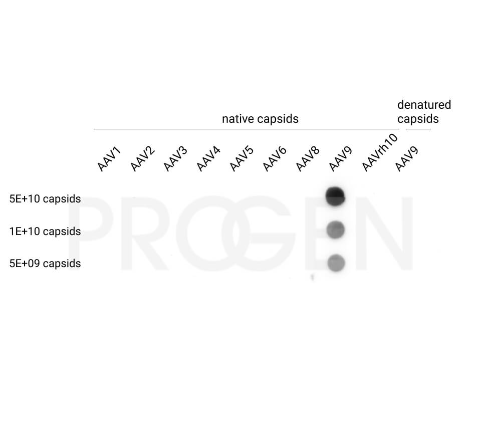 anti-AAV9 (intact particle) mouse recombinant, ADK9-1R, lyophilized, purified