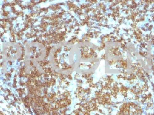 anti-CD45RA mouse monoclonal, 158-4D3, purified