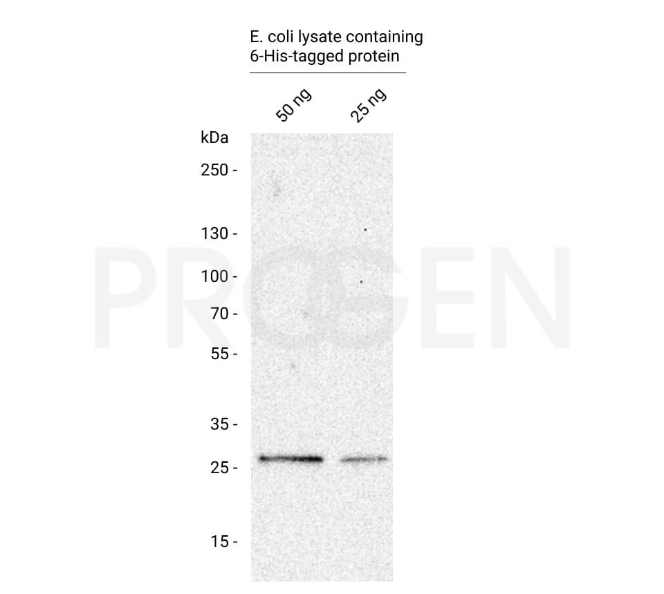 anti-6-His-tag mouse monoclonal, 6His, lyophilized, purified