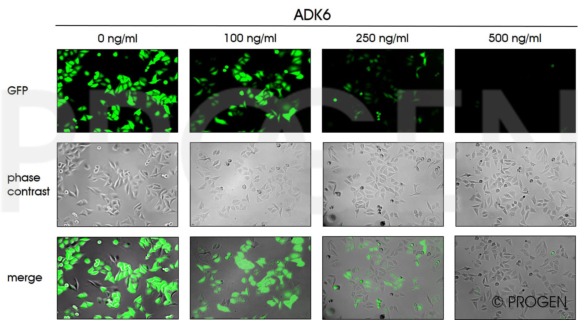 anti-AAV6 (intact particle) mouse monoclonal, ADK6