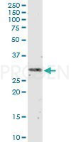 anti-Interferon alpha 2 mouse monoclonal, N27, purified
