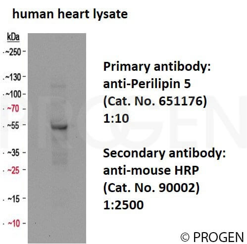 anti-Perilipin 5 mouse monoclonal, MLDP-130.336, supernatant