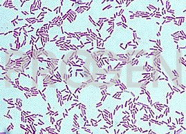 anti-Pseudomonas aeruginosa 5C mouse monoclonal, EBS-I-066, purified