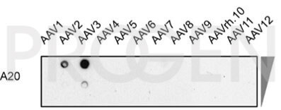 anti-AAV2 (intact particle) mouse monoclonal, A20, supernatant