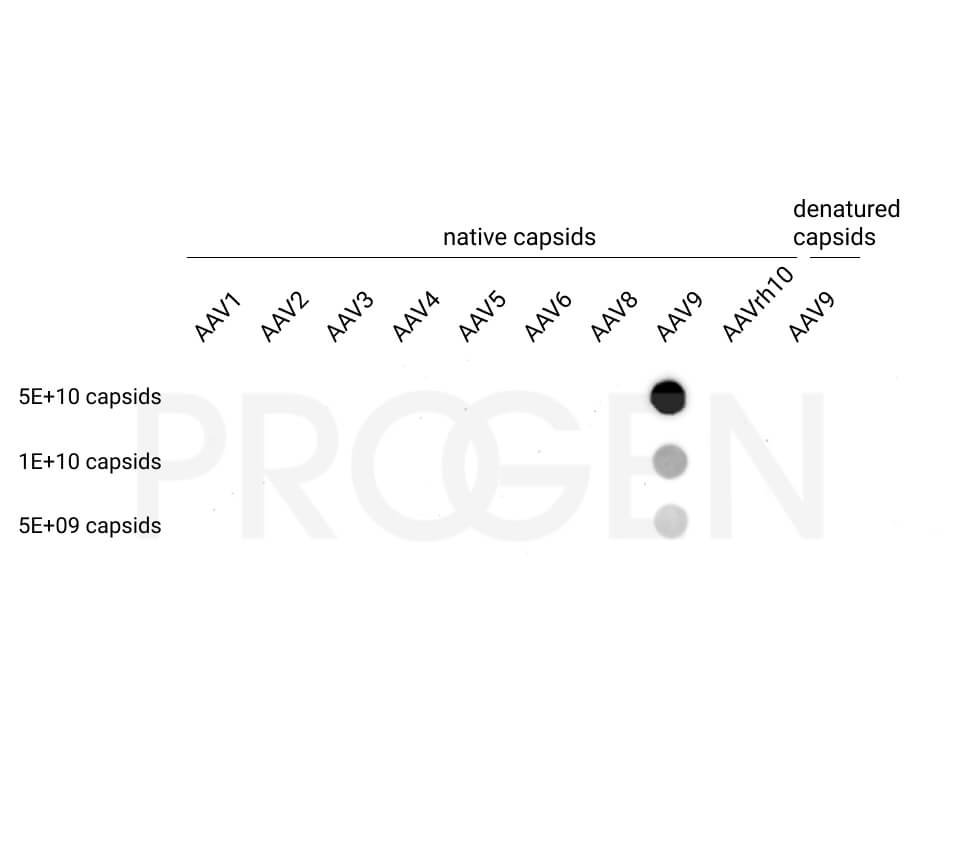 anti-AAV9 (intact particle) mouse monoclonal, ADK9, liquid, purified 