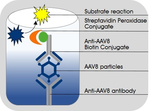 AAV8 Titration ELISA