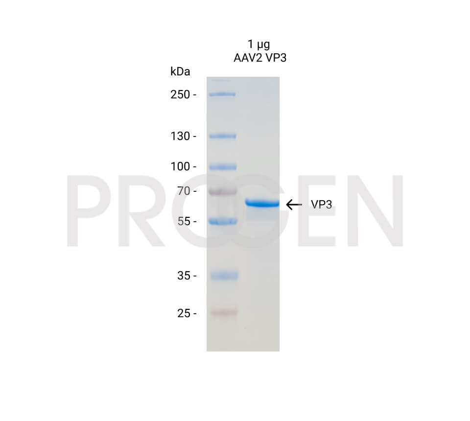 AAV2 VP3, recombinant protein 