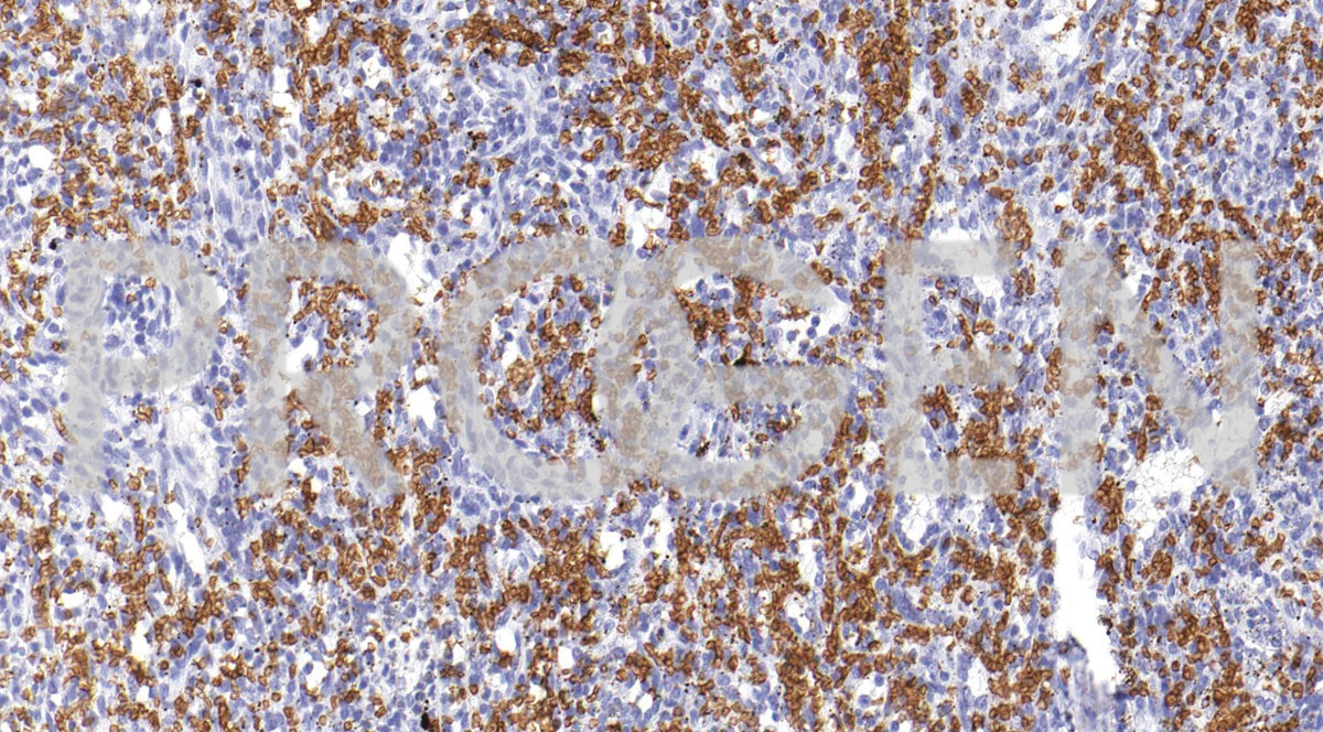 anti-Glycophorin A mouse monoclonal, IHC587, purified