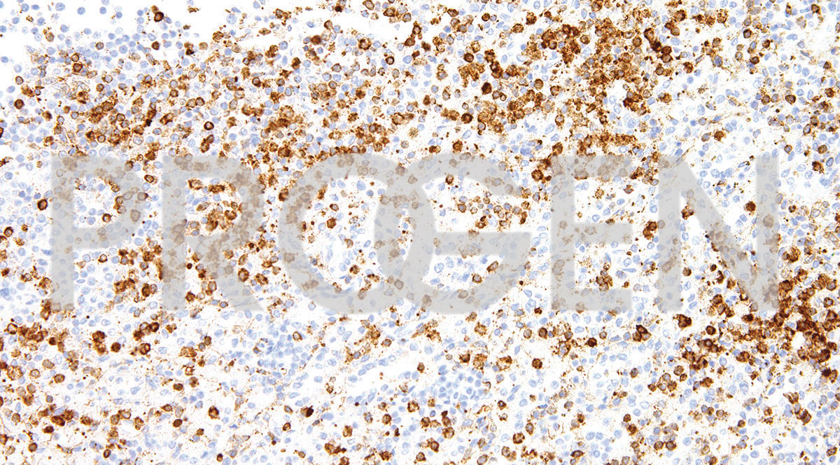 anti-Annexin A1 mouse monoclonal, IHC512, purified