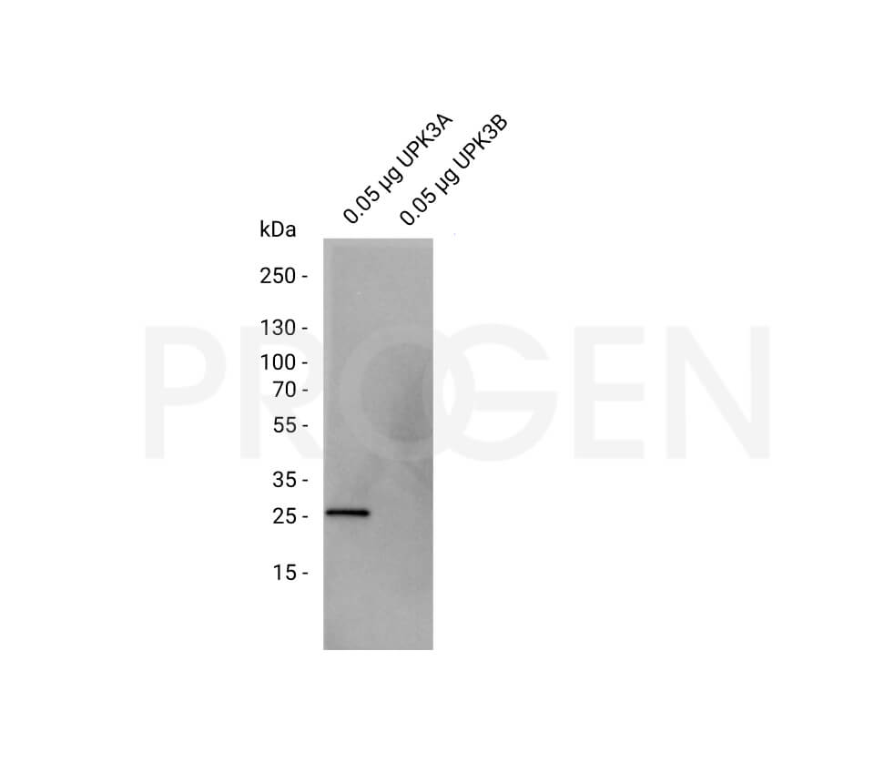 anti-Uroplakin III mouse monoclonal, AU1, liquid, purified, sample