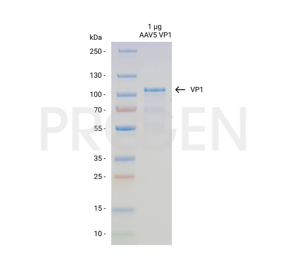 AAV5 VP1, recombinant protein