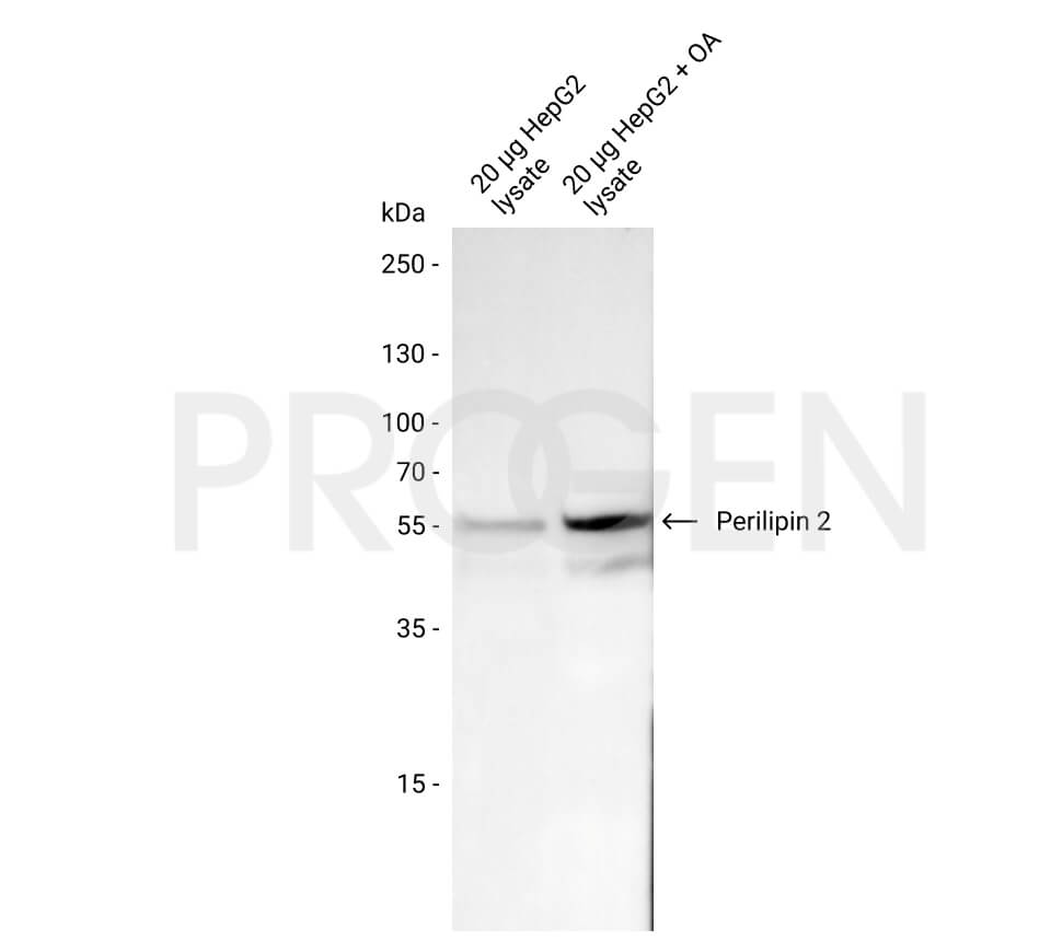 anti-Perilipin 2 (C-terminus) guinea pig polyclonal, serum