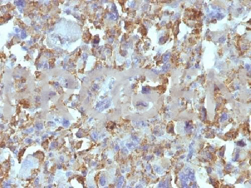 anti-Macrophage Marker mouse monoclonal, D11, purified