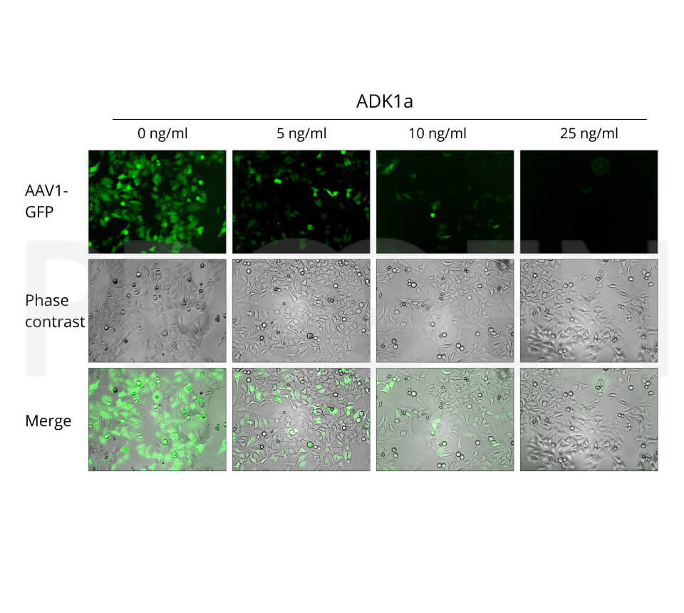 anti-AAV1 (intact particle) mouse monoclonal, ADK1a, lyophilized, purified