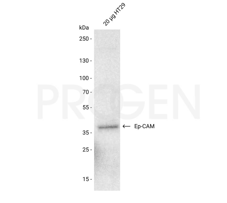 anti-EP-CAM mouse monoclonal, HEA125, prediluted, purified