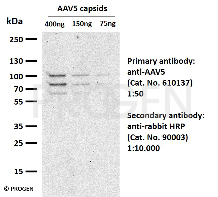anti-AAV5 rabbit polyclonal, serum