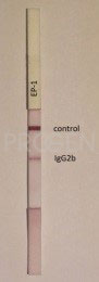 anti-Liver-Antigen mouse monoclonal, EP-1, purified