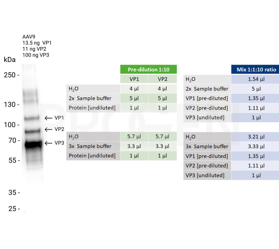 AAV9 VP1 + VP2 + VP3, recombinant proteins, set
