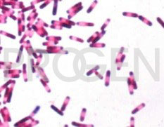 anti-Clostridium difficile Toxin A mouse monoclonal, EBS-I-100, purified
