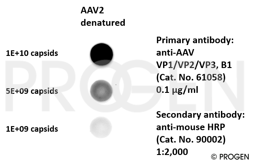 anti-AAV VP1/VP2/VP3 mouse monoclonal, B1, supernatant