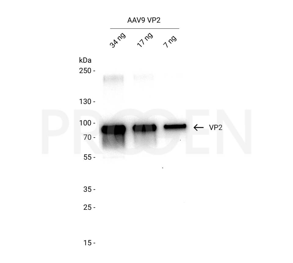AAV9 VP2, recombinant protein