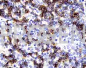 anti-CD8b mouse monoclonal, EBS-CD-007, purified