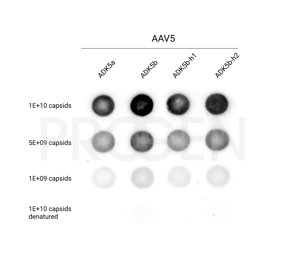 anti-AAV5, human chimeric, ADK5b-h2