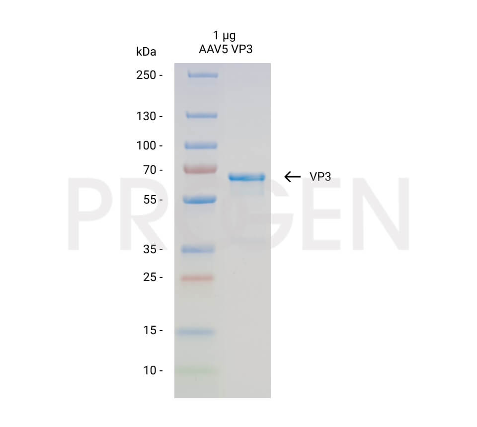 AAV5 VP3, recombinant protein