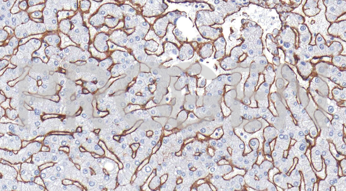 anti-Collagen Type IV mouse monoclonal, IHC549, purified