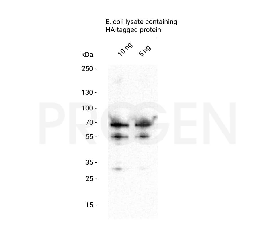 anti-HA-tag mouse monoclonal, 12CA5, lyophilized, purified