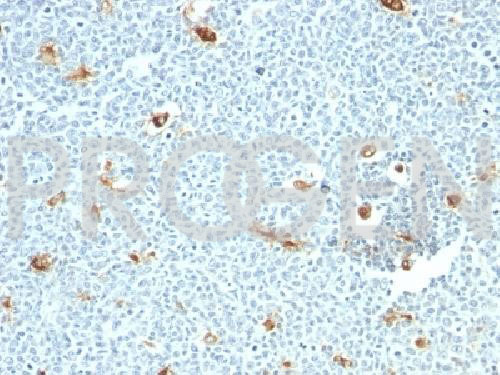 anti-Macrophage Antigen mouse monoclonal, LN-5, purified
