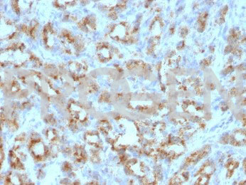 anti-Keratin 14 mouse monoclonal, EBS-IF-004, purified