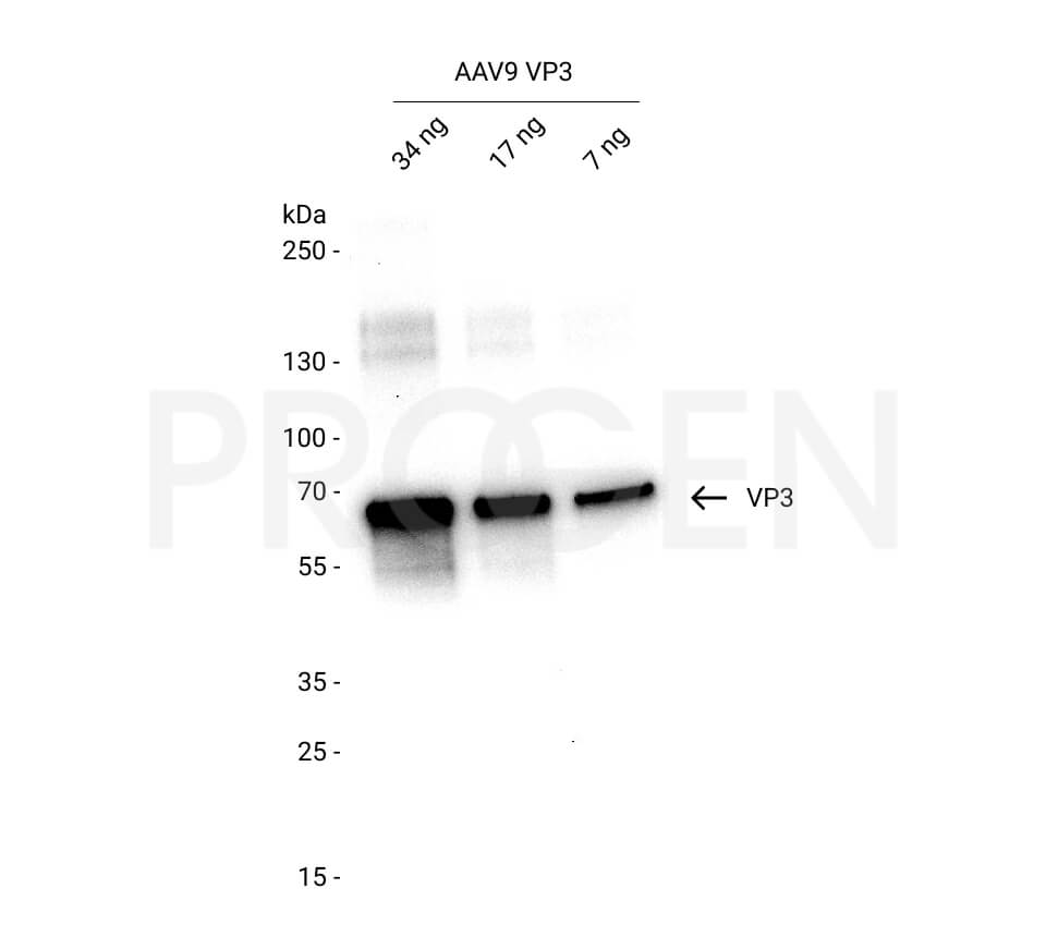 AAV9 VP3, recombinant protein