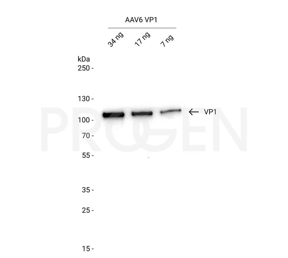 AAV6 VP1, recombinant protein