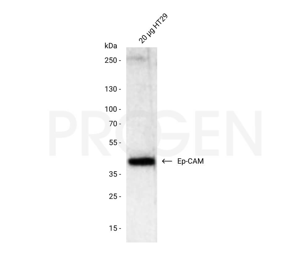 anti-EP-CAM mouse monoclonal, HEA125, lyophilized, purified