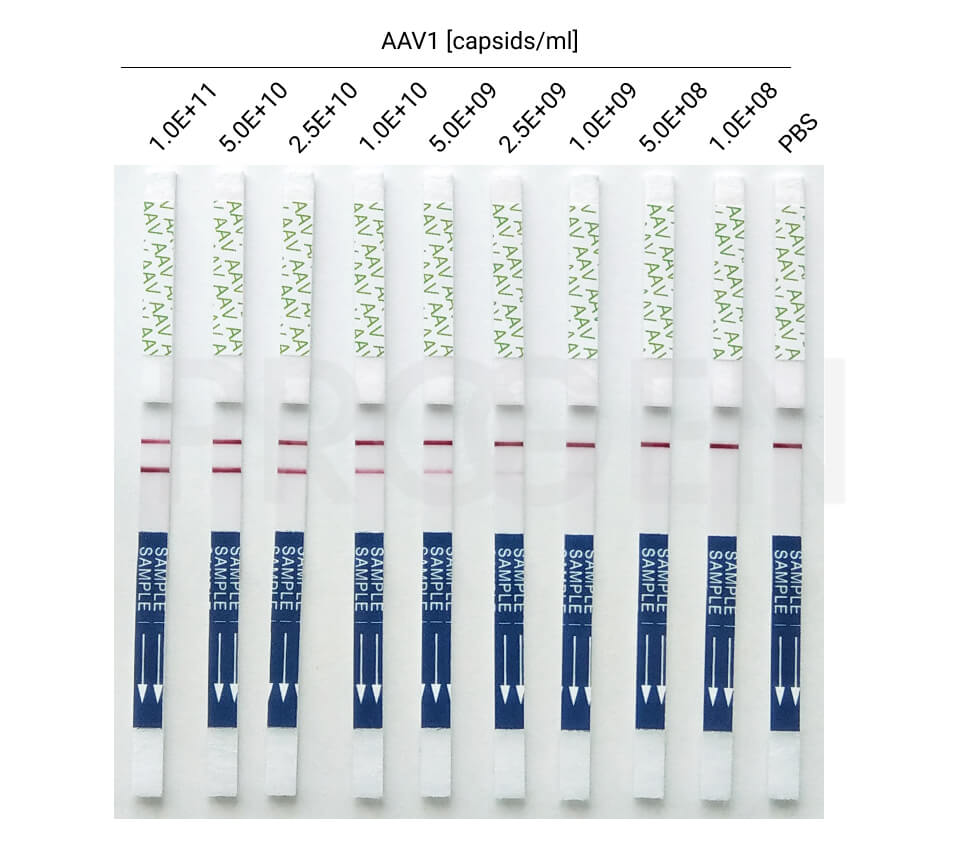 Dip’n’Check AAV1 and AAV6 - lateral flow assay
