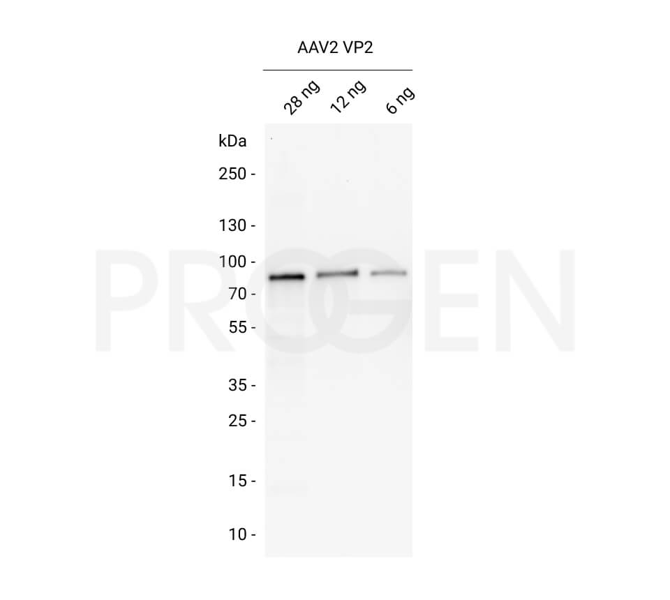 AAV2 VP2, recombinant protein 