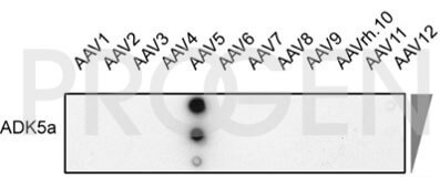 anti-AAV5 (intact particle) mouse monoclonal, ADK5a, lyophilized, purified, sample