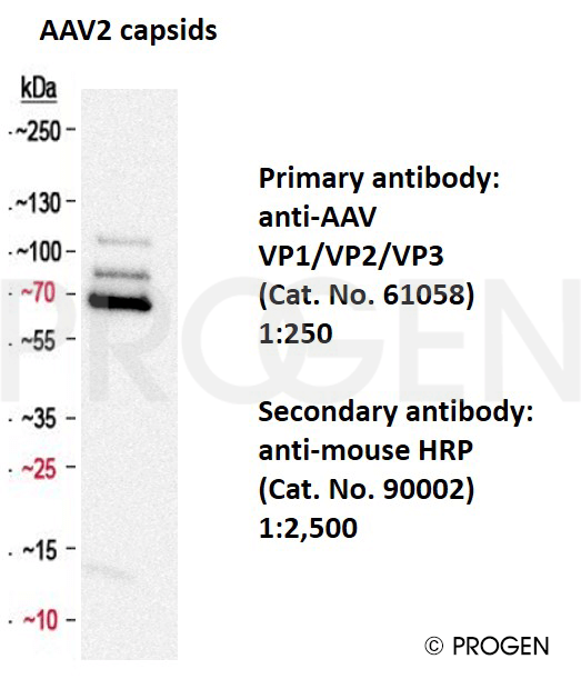 anti-AAV VP1/VP2/VP3 mouse monoclonal, B1
