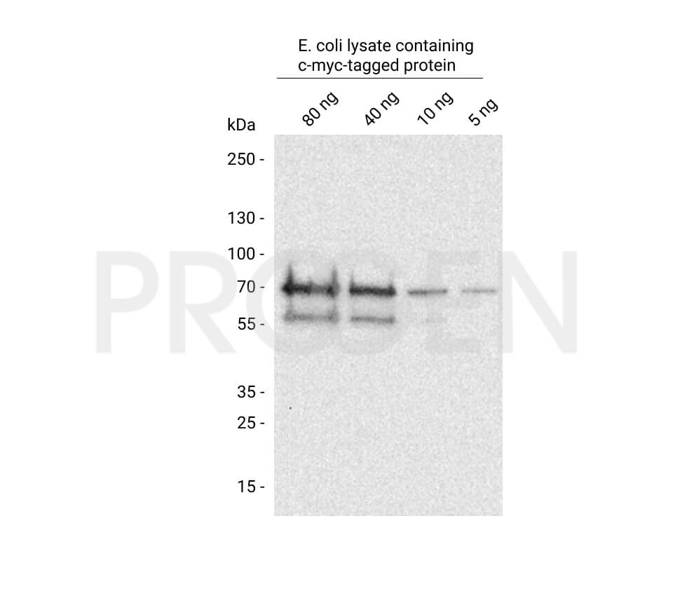 anti-c-myc-tag mouse monoclonal, 9E10, lyophilized, purified