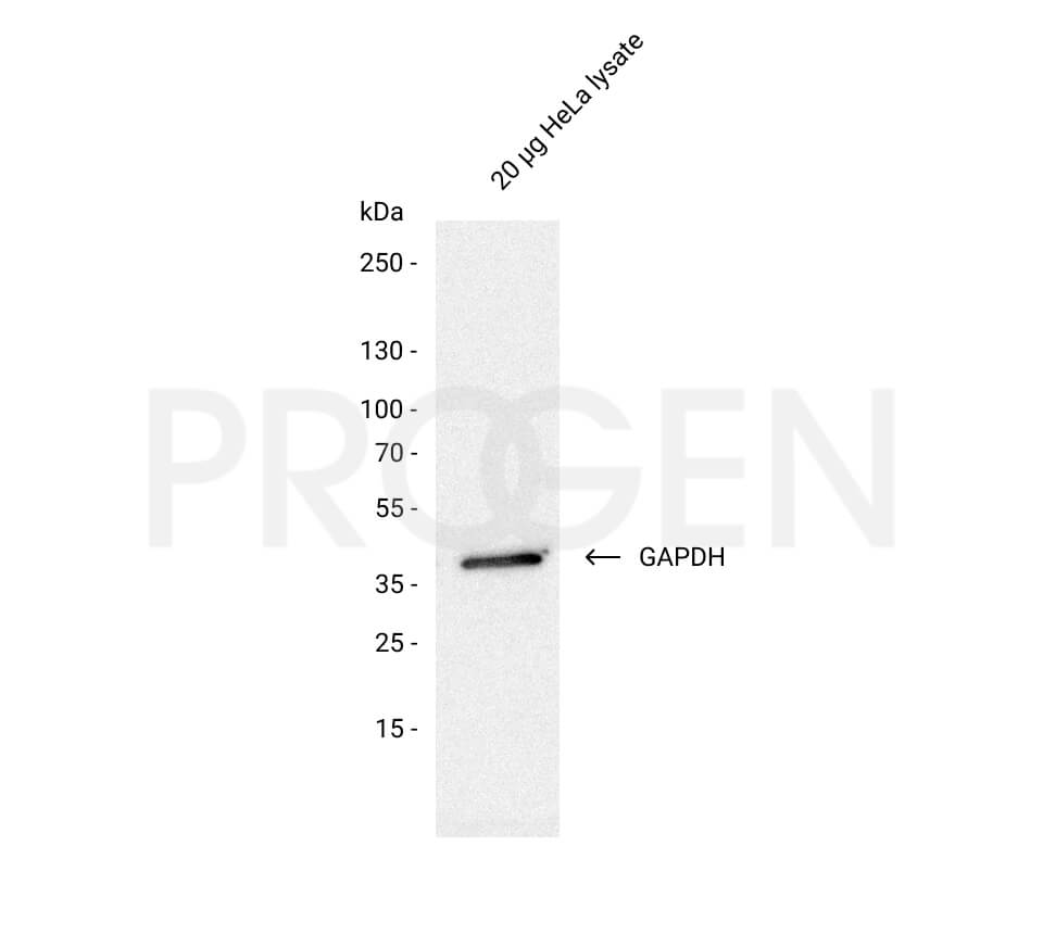 anti-GAPDH mouse monoclonal, clone 6C5, liquid, purified, sample