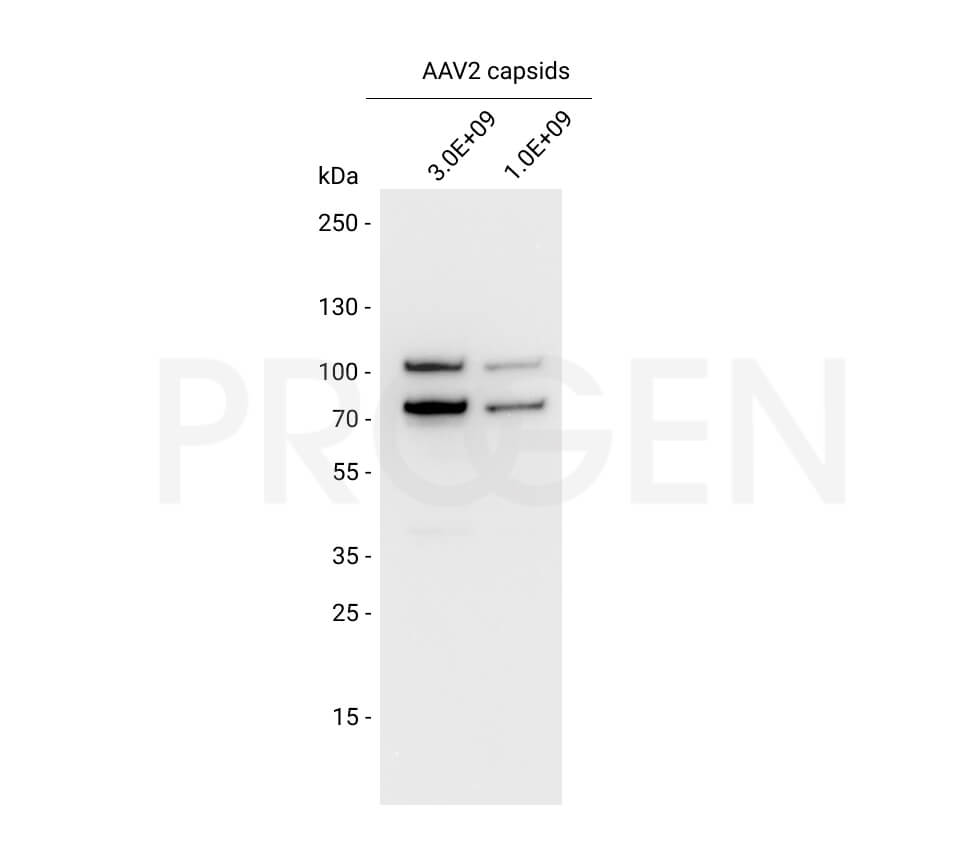 anti-AAV VP1/VP2 mouse monoclonal, A69, lyophilized, purified