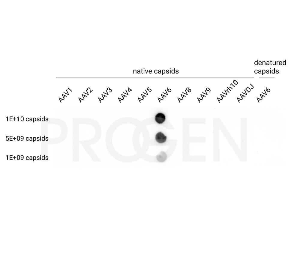 anti-AAV6 (intact particle) mouse monoclonal, ADK6, lyophilized, purified, sample