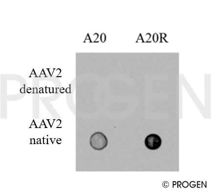 anti-AAV2 (intact particle) mouse recombinant, A20R, lyophilized, purified, sample