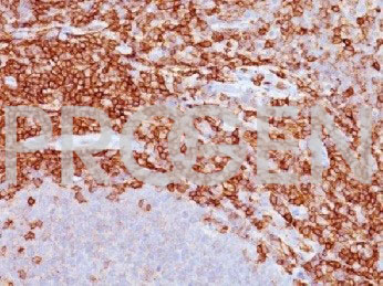 anti-CD43a mouse monoclonal, 111-3E9, purified